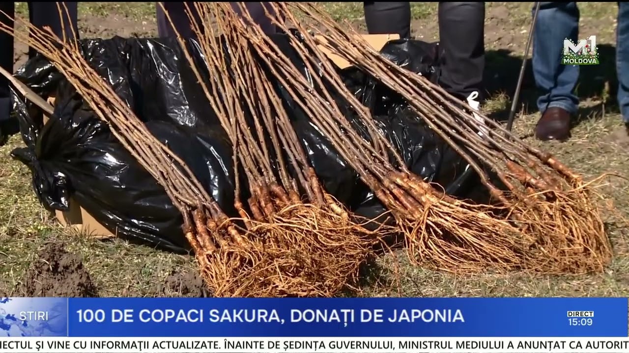 Grădina Botanică s-a îmbogățit cu o nouă alee de cireși japonezi