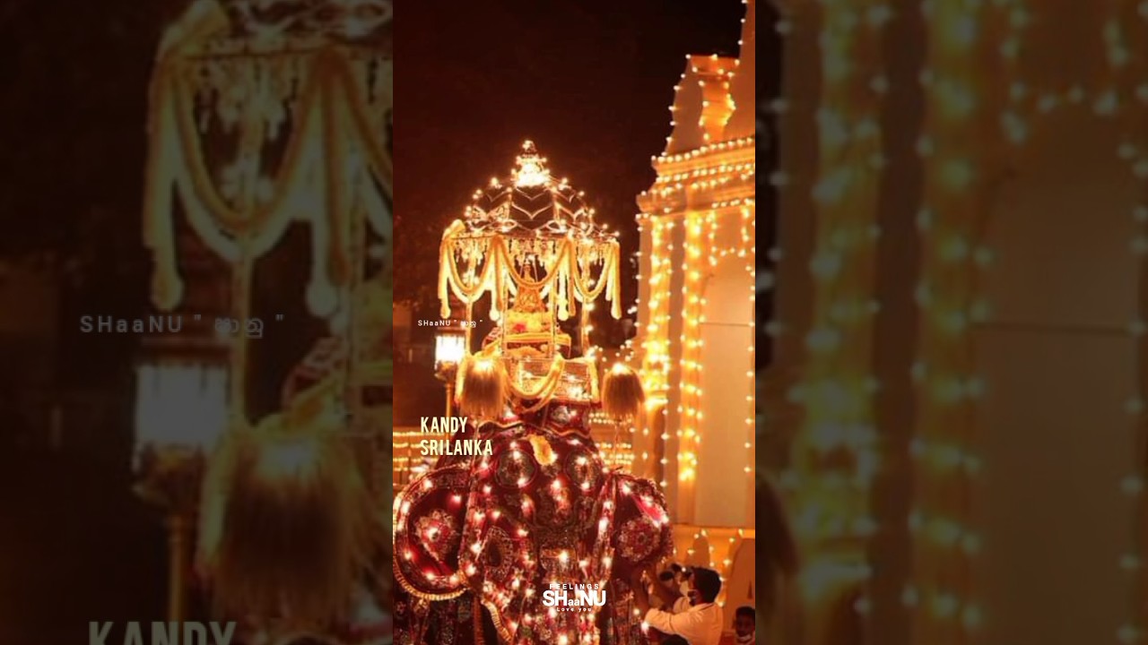 Kandy Sri Lanka #daladamaligawa #daladhaperarahera #perahera #festival #srilanka  #trending #viral