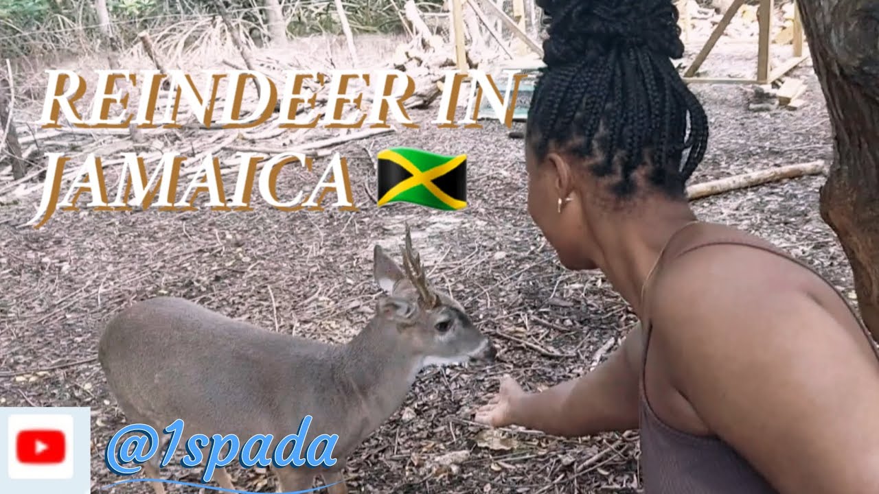 BIG REINDER IN JAMAICA 🇯🇲