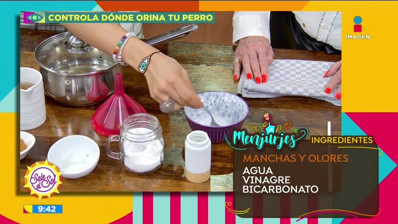 ¿Cómo evitar que tu perro se orine en todas partes? | Sale el Sol