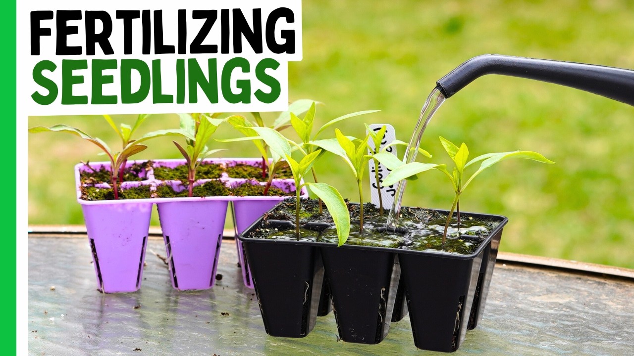 How To Fertilize SEEDLINGS (Without Ruining Them) 🌱