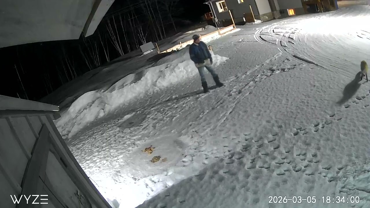 Renard roux le 05 03 2026