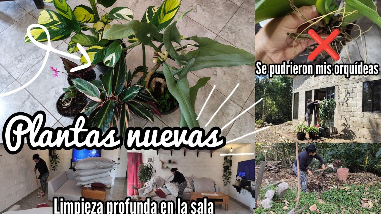Plantas nuevas 💚🌼/ Limpieza en la sala ✅🫧/ se están pudriendo ❌😓