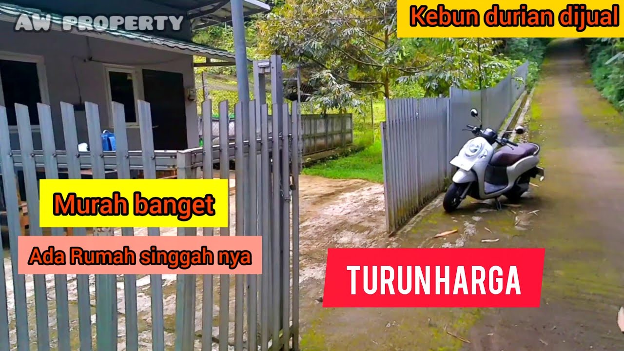 🔴TURUN HARGA🔴MURAH Kebun Durian Ada Rumah Singgahnya 