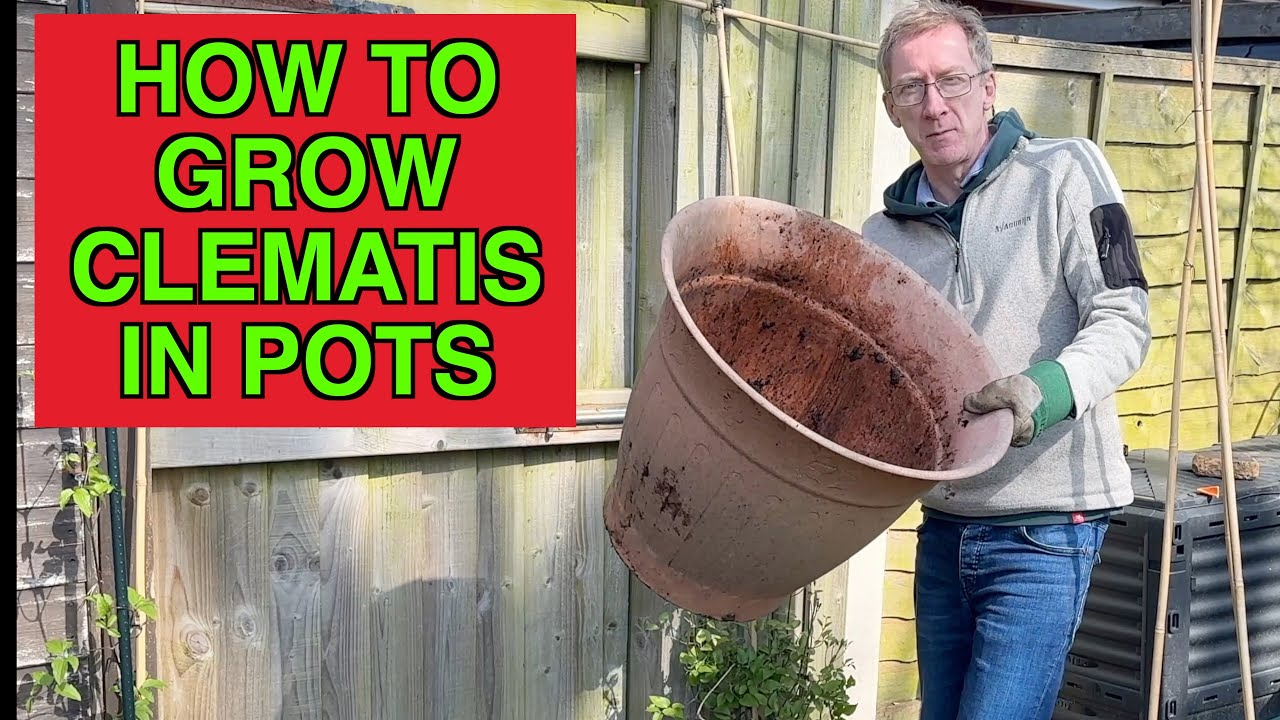 How To Grow Clematis In Pots