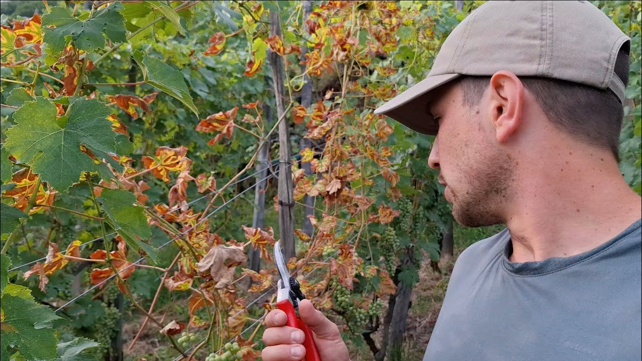 EP24- Ho perso una vite: mal dell'Esca | I lost a vine: Esca disease