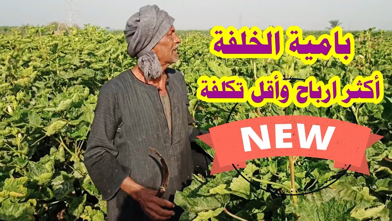أفضل طريقة في زراعة البامية☝زراعة الخلفة اكثر ارباح واقل تكلفة