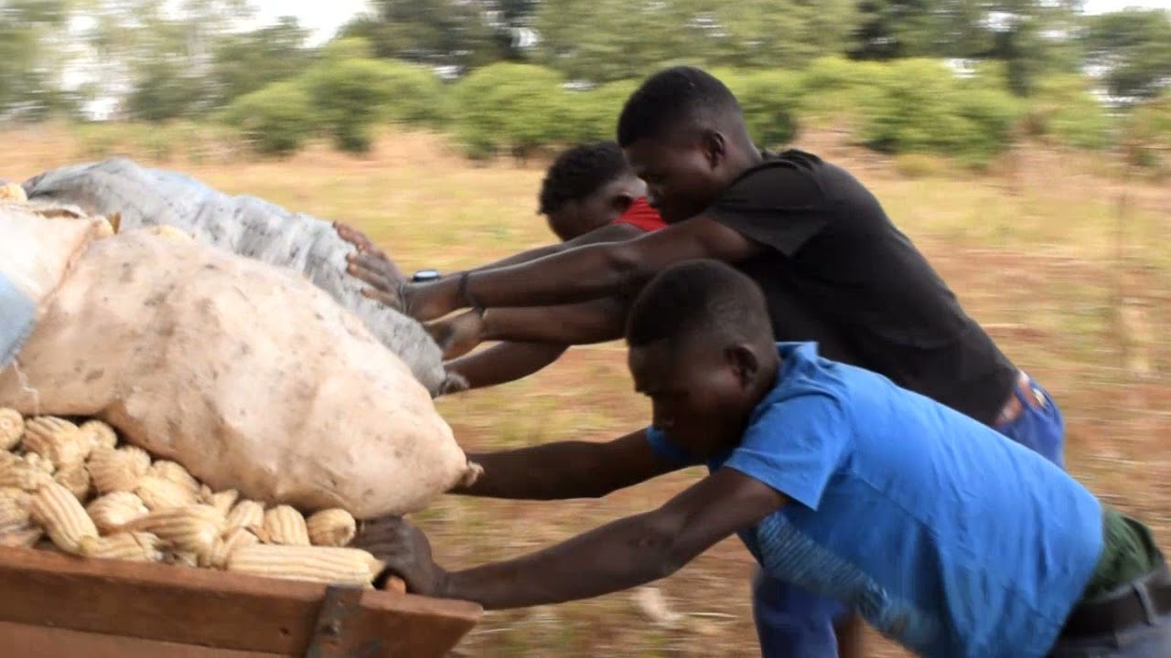 How to Grow Chimanga (Maize)