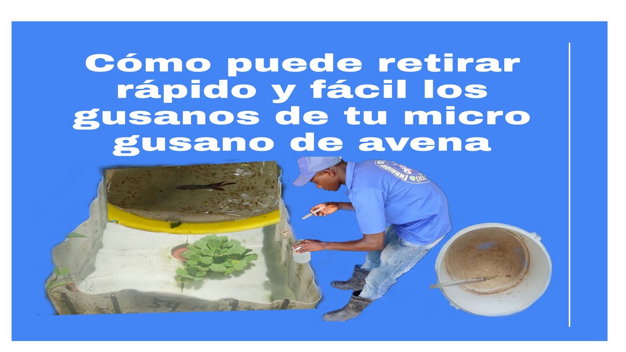 Cómo alimentar tus crias de Bettas correctamente con micro gusano de avena #EnrriqieBettasRD#