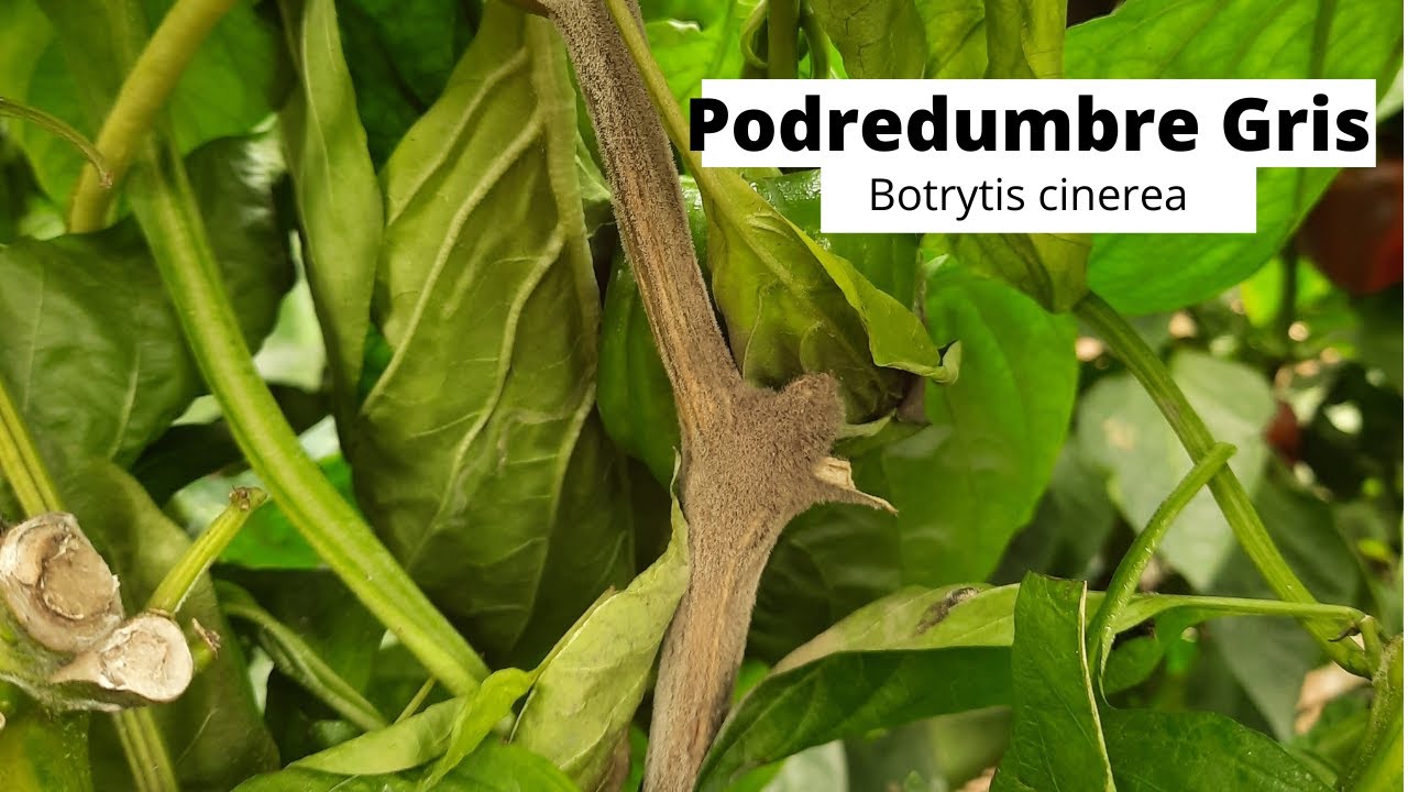 Podredumbre Gris (Botrytis cinerea): CONSEJOS para CONTROLAR.