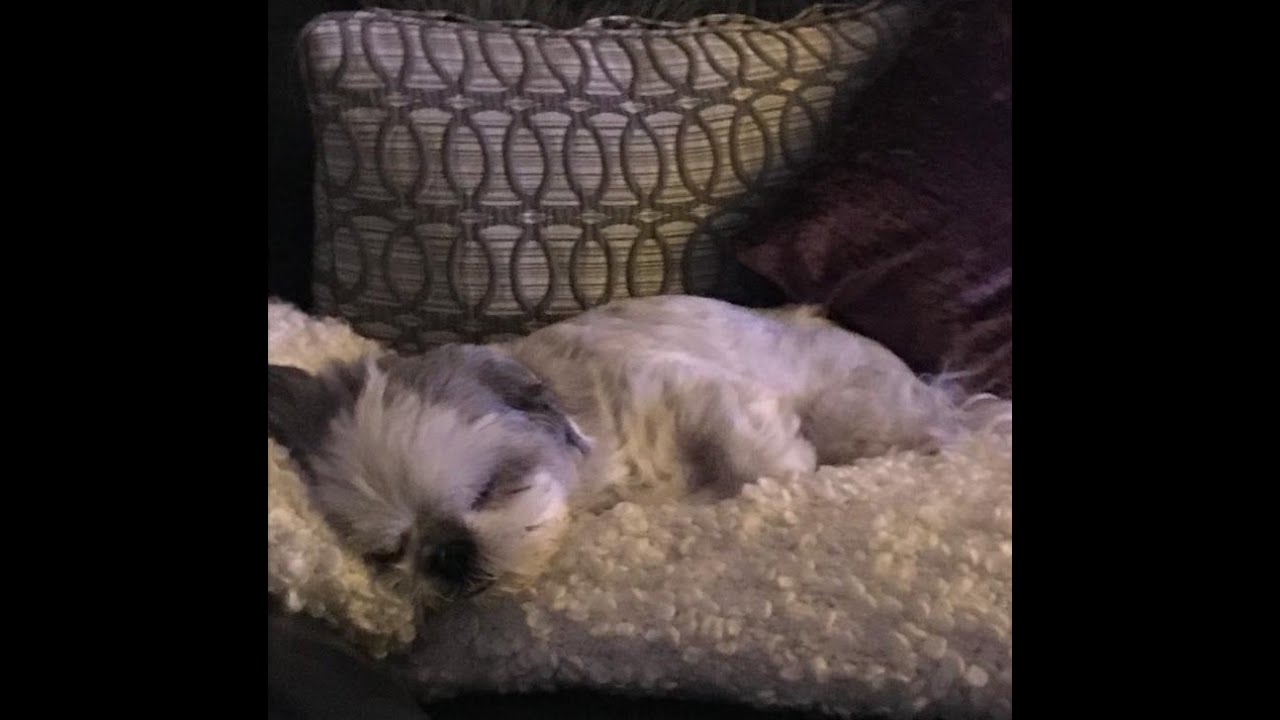 Lola the Shih Tzu Snoring (2 hour mix)