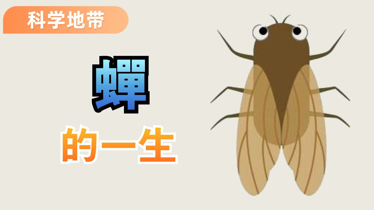 蟬的一生，經歷的過程比你想像的更精彩，更傳奇，更美麗。