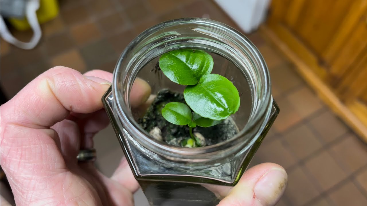 Growing Orange Trees from Seed Indoors | Jar Method
