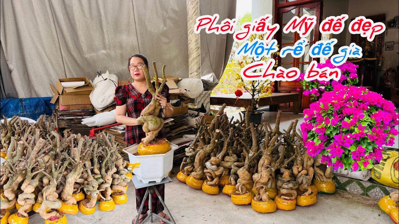 Phôi giấy Mỹ đế già sạch đẹp chào bán bao ship..22/02😘📲 0772.119.600.Quỳnh-Như 