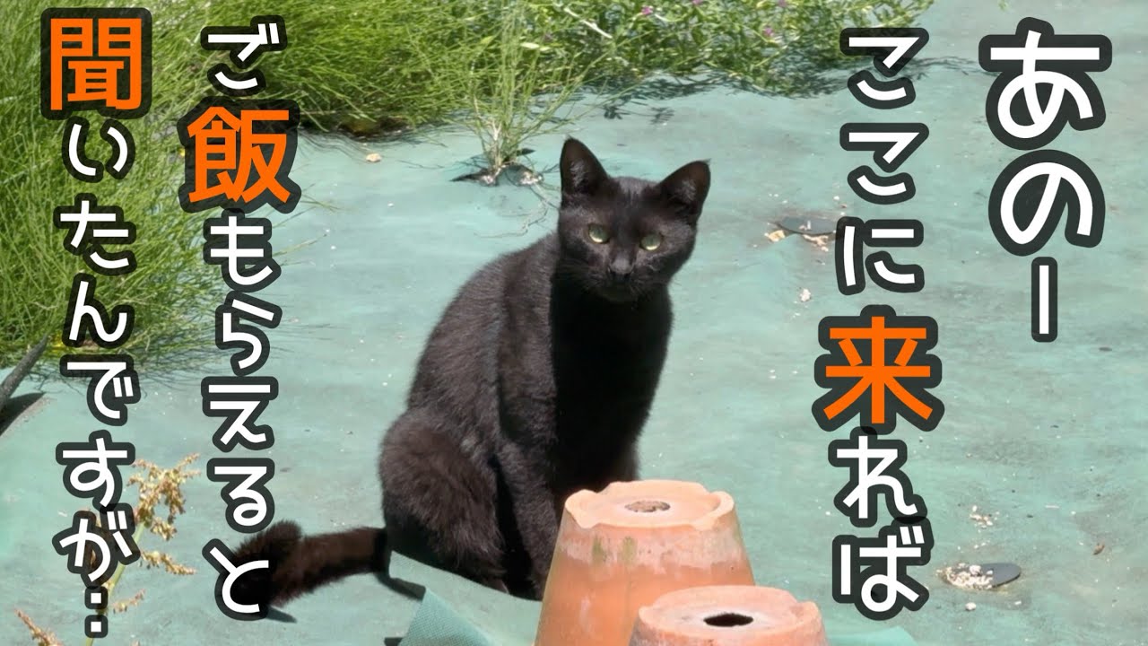 【NNN】最近よく来る黒猫ちゃんを保護したら大変な事になりました…。