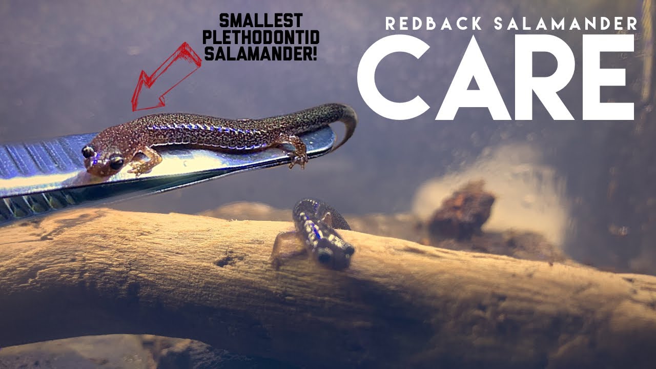 Eastern Redback salamander care 2021 (native amphibian care guides)