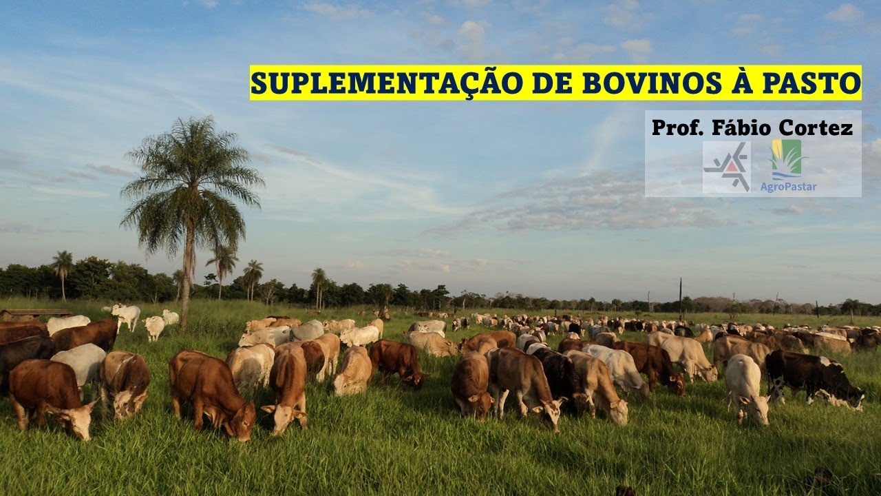 Suplementação de bovinos de corte em pastagens
