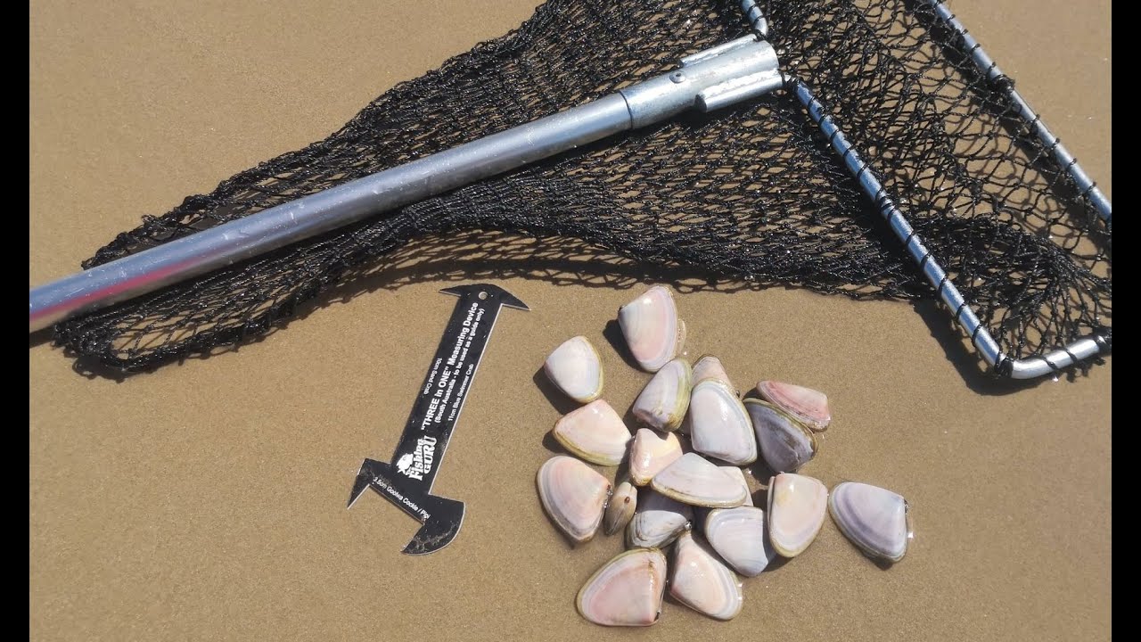THE EASIEST WAY to collect GOOLWA COCKLES / PIPIS