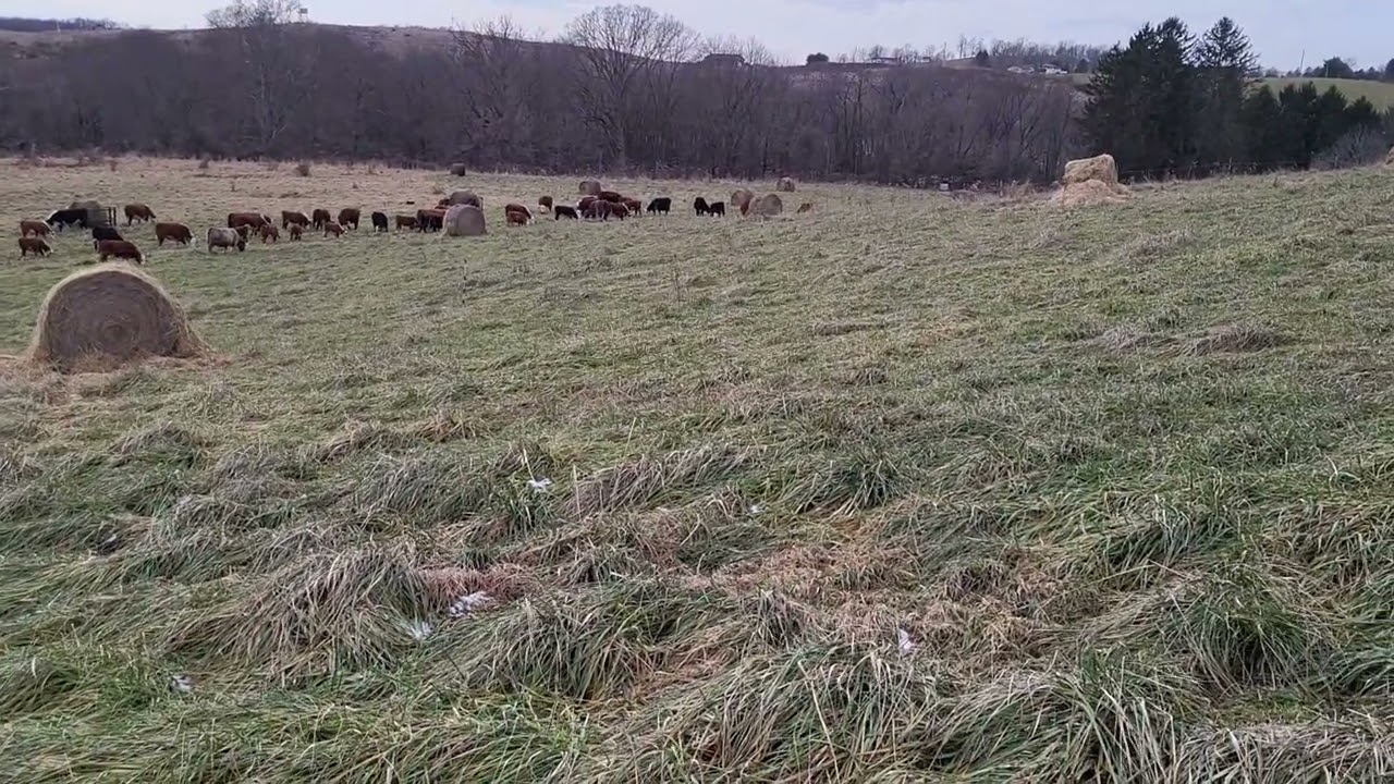 Dec. 20, 2025 Wonderful Bale Grazing, forage quality and adding pounds in the winter.