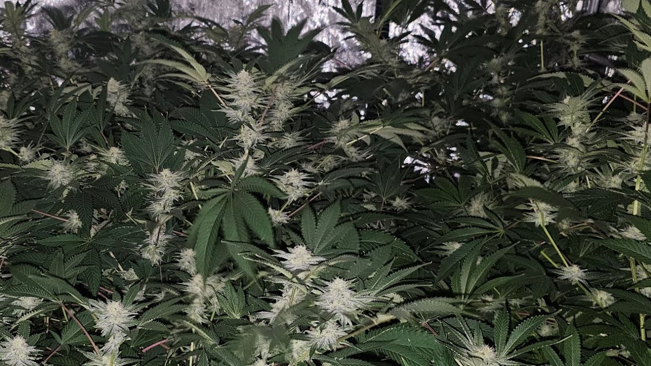 ROUND 2 - PRIZE PHENO - Fat Bastard - Blimburn Seeds -  Experiment Compromised