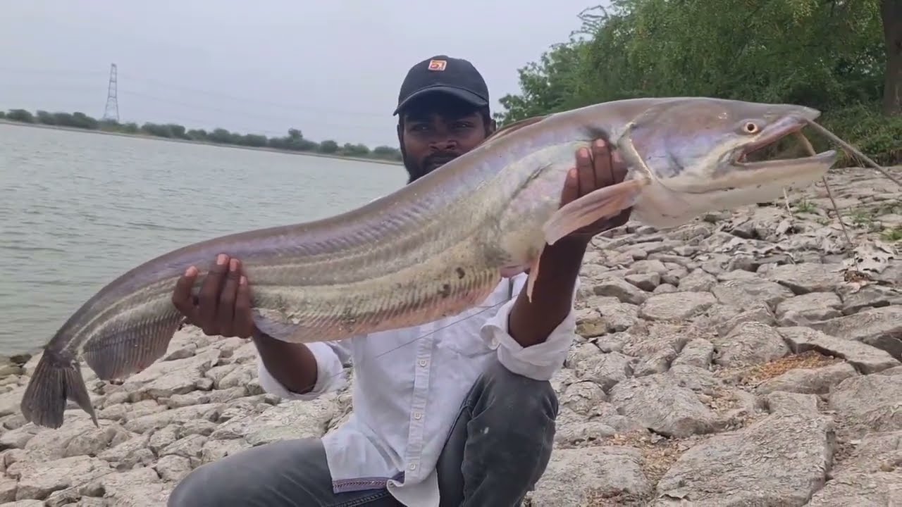 Fish Hunting|Incredible Catching!Big Gaint Wallago Fishing|Patan Fishing