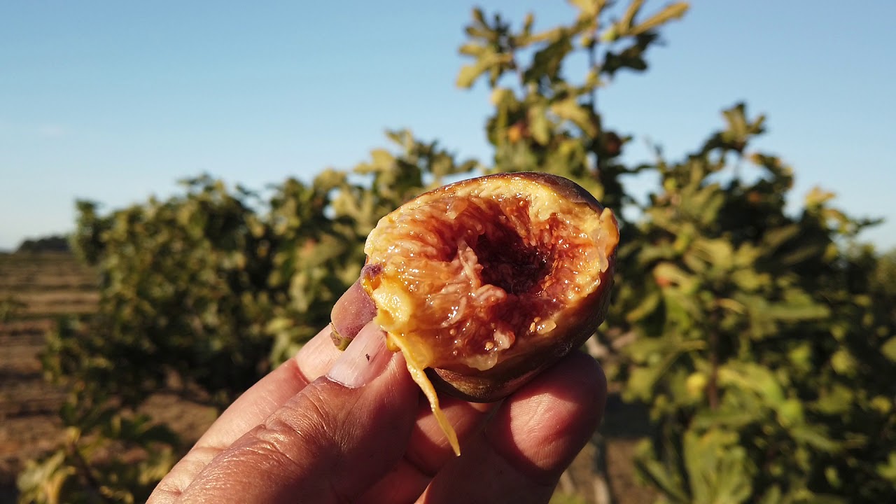 Nordland Fig