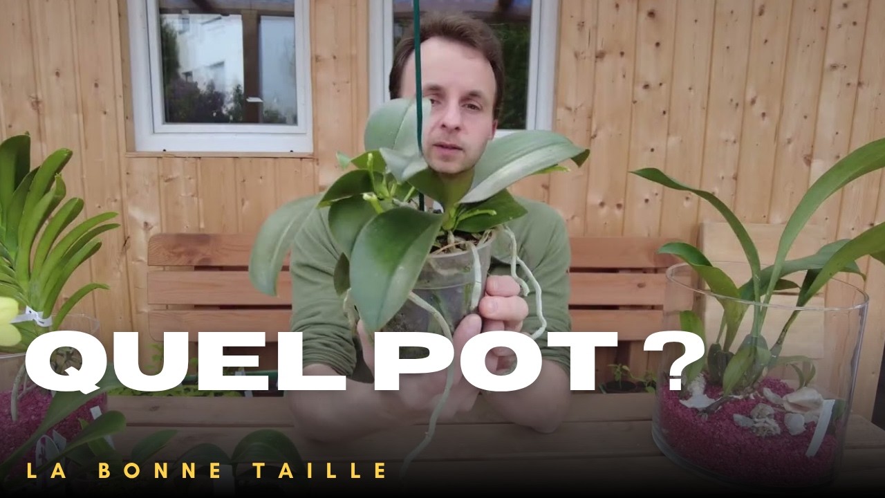 Pourquoi la bonne taille de pot est cruciale pour les orchidées