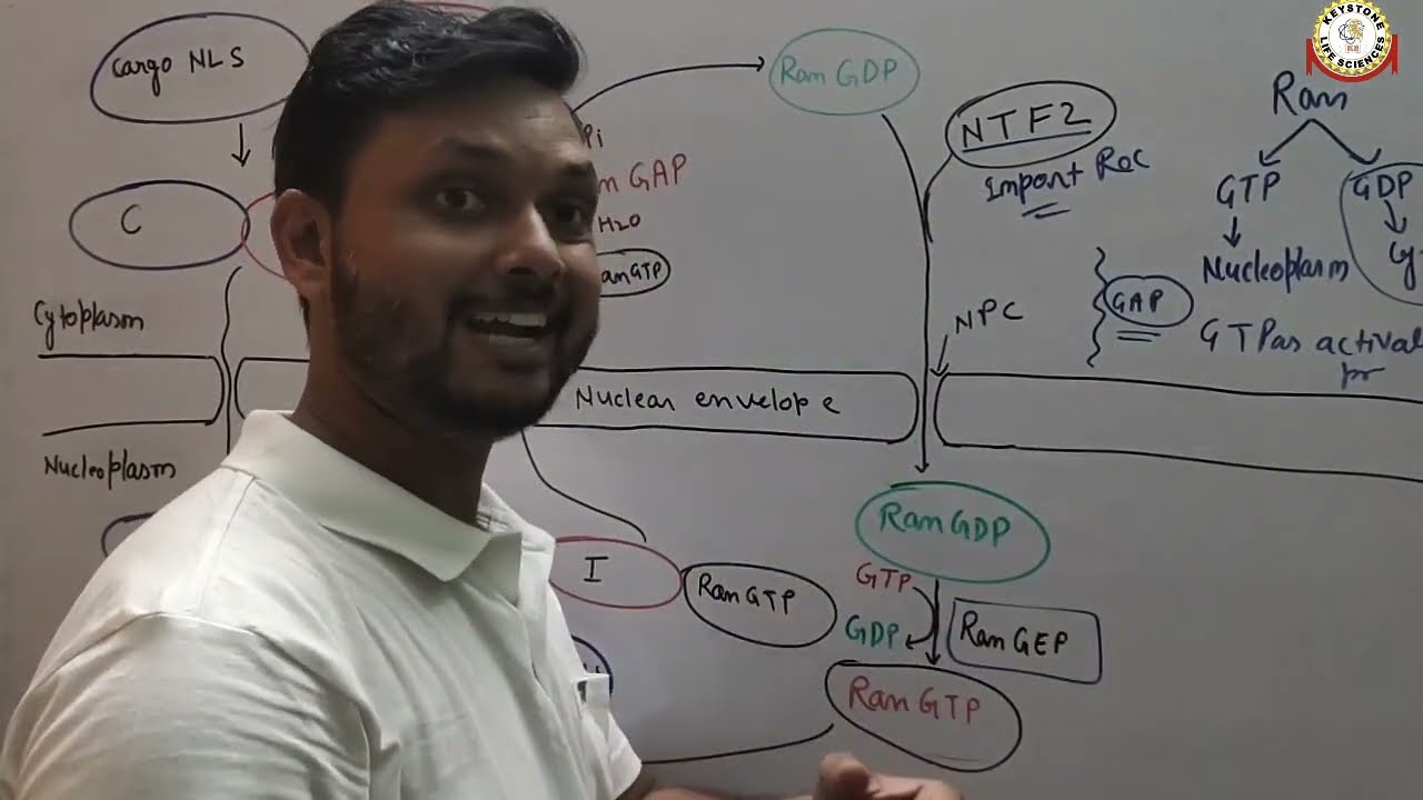 Targeting of Nuclear Proteins| Karyopherins Importin and Exportin By Dr. Aditya Sharma CSIR-JRF PHD