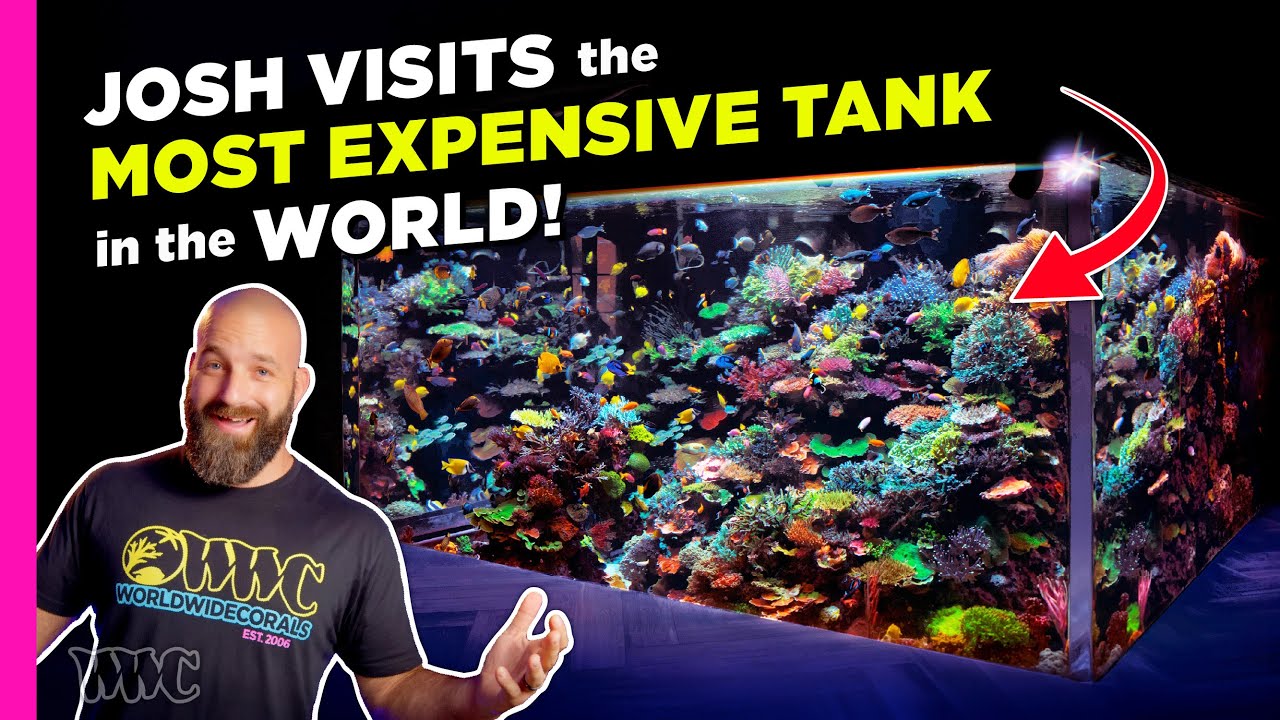 Josh Visits the Most Expensive Aquarium Tank in the World! | Polo Reef Tank Tour