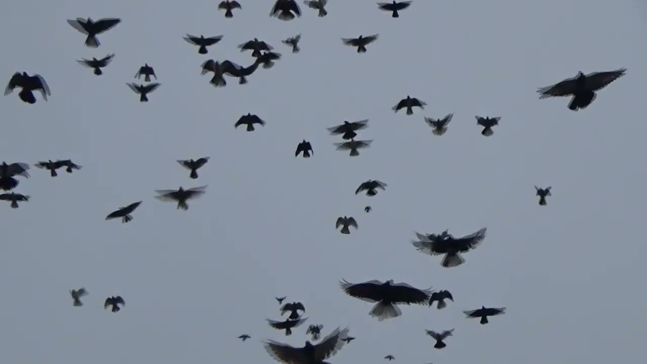 Відео не для гурманів,робочий процес .