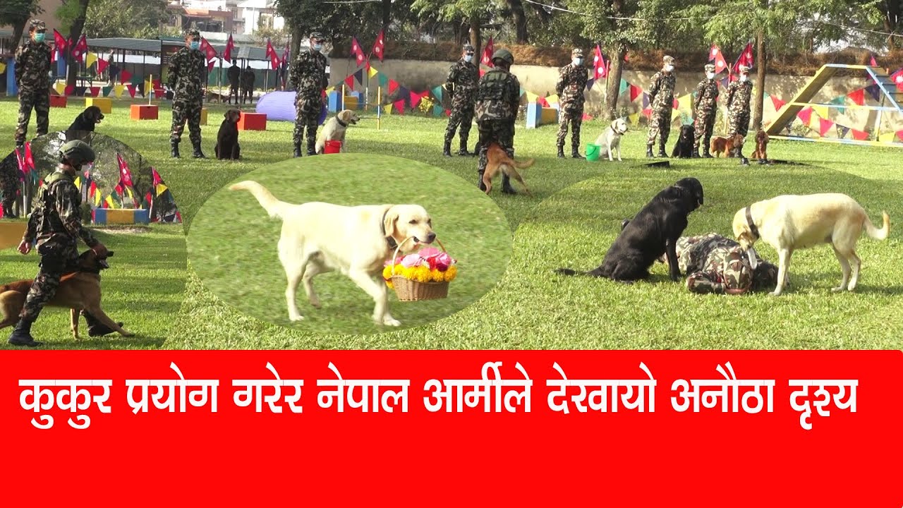 कुकुर प्रयोग गरेर नेपाल आर्मीले देखायो अनौठो दृश्य Nepal Army #Army_Trained_Dogs #Army_Dog #Dog_work