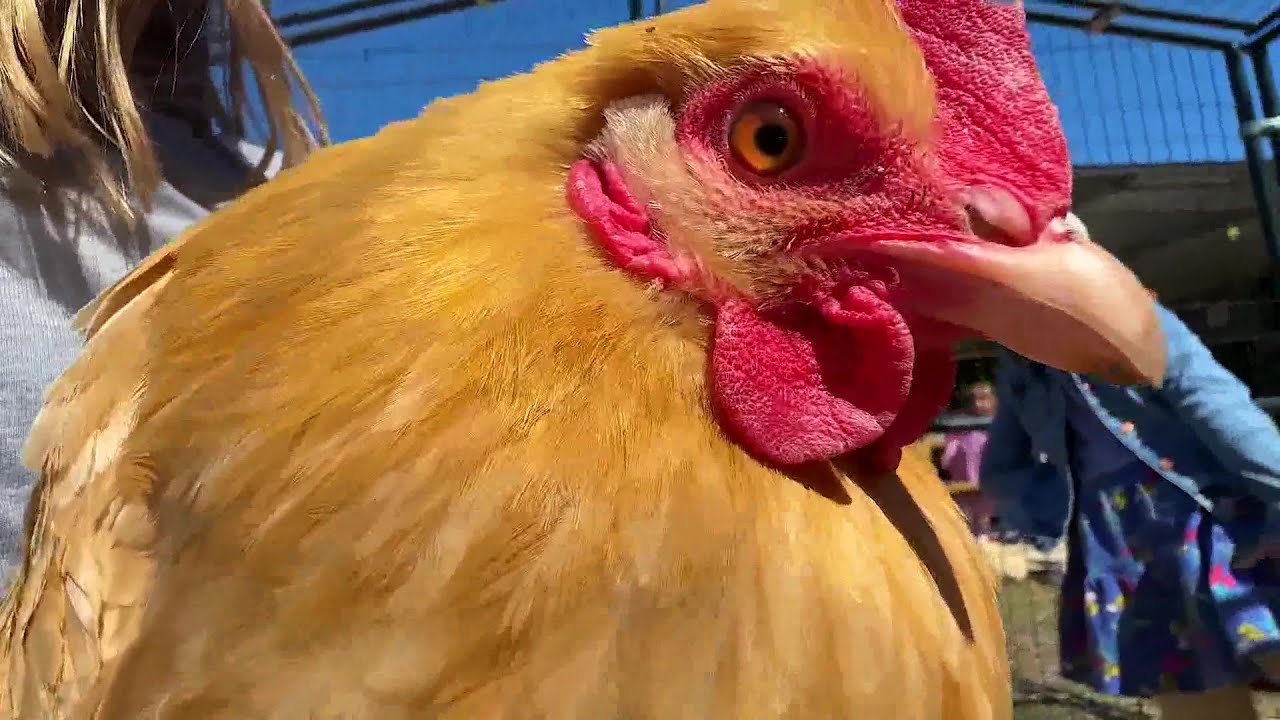 Principal Builds Chicken Coop at Monte Vista Elementary School in Santa Barbara