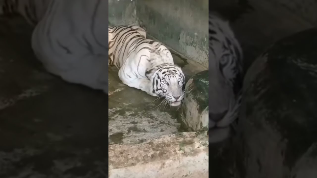 tigre branco