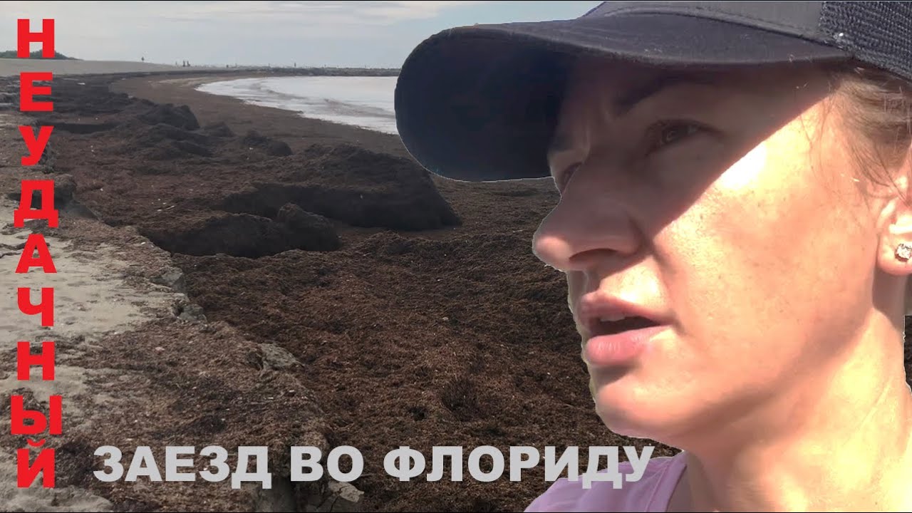 Флорида после шторма. Акулы и горы травы подпортили отдых...