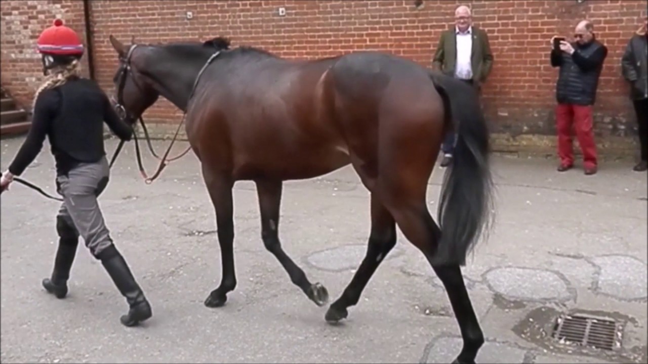 Biddestone Racehorse Syndicates 2017