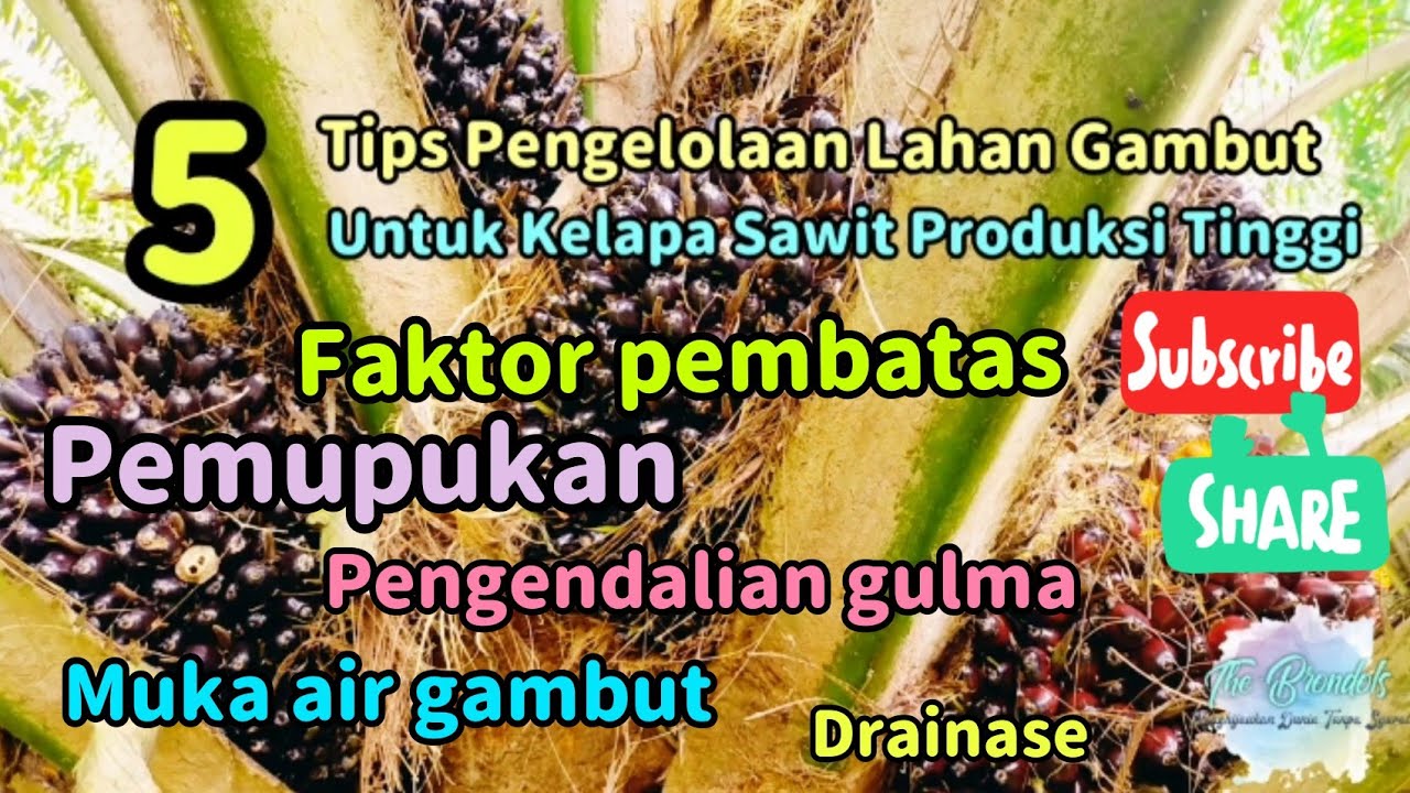 5 Tips Pengelolaan Lahan Gambut Untuk Kelapa Sawit Produksi Tinggi
