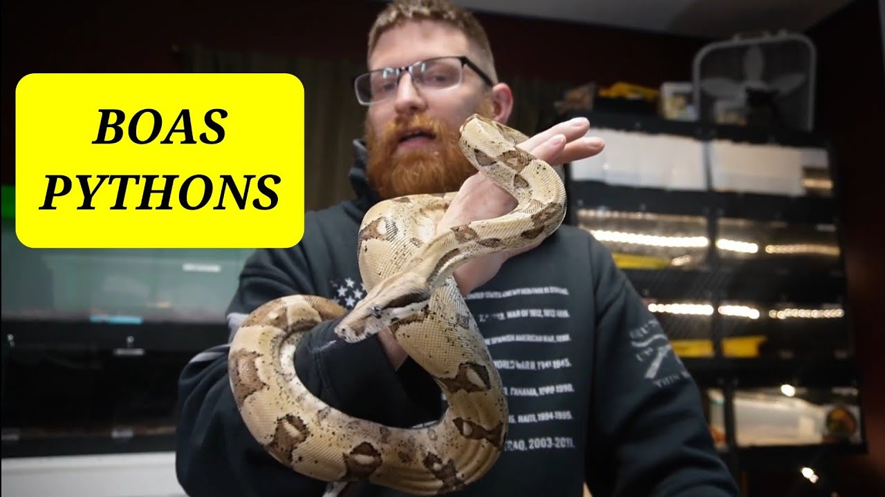 Reptiles ! SNAKES ! IMG , GHOST BOA !! BALL PYTHONS, - I am CURSED with bad luck !!!