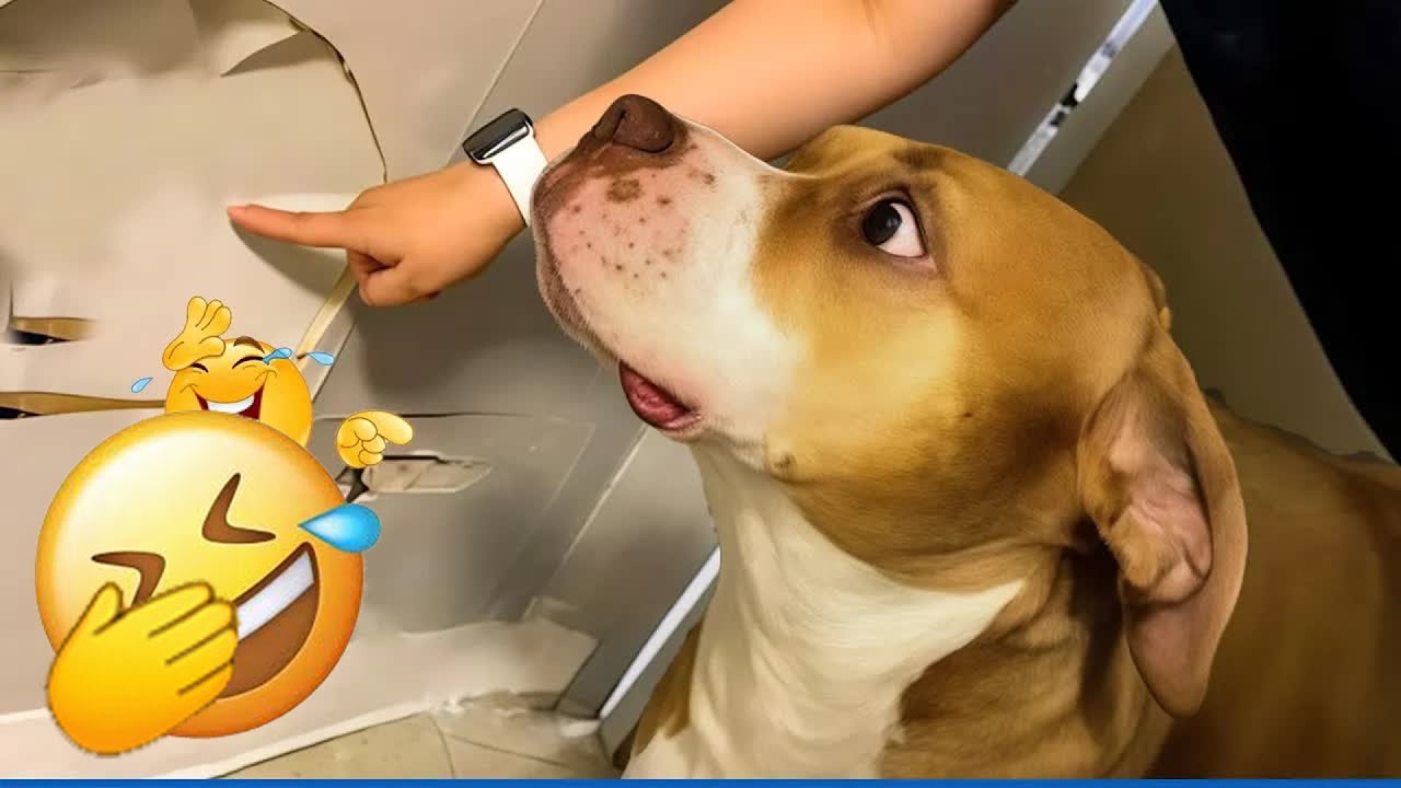 The Funniest DOGS on the Internet 🌞 Super Funny Dog Video 🍰 #funnycats #funnydogs #funniestanimals
