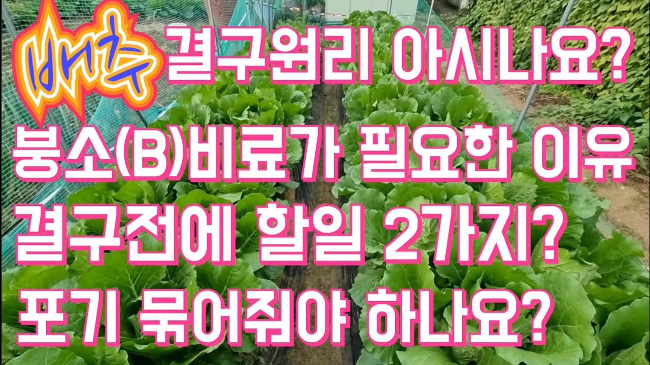 배추결구 원리를 아시나요? / 붕소가 필요한 이유 / 결구전 해야할 것 2가지 / 배추포기 묶어줘야 하나요?