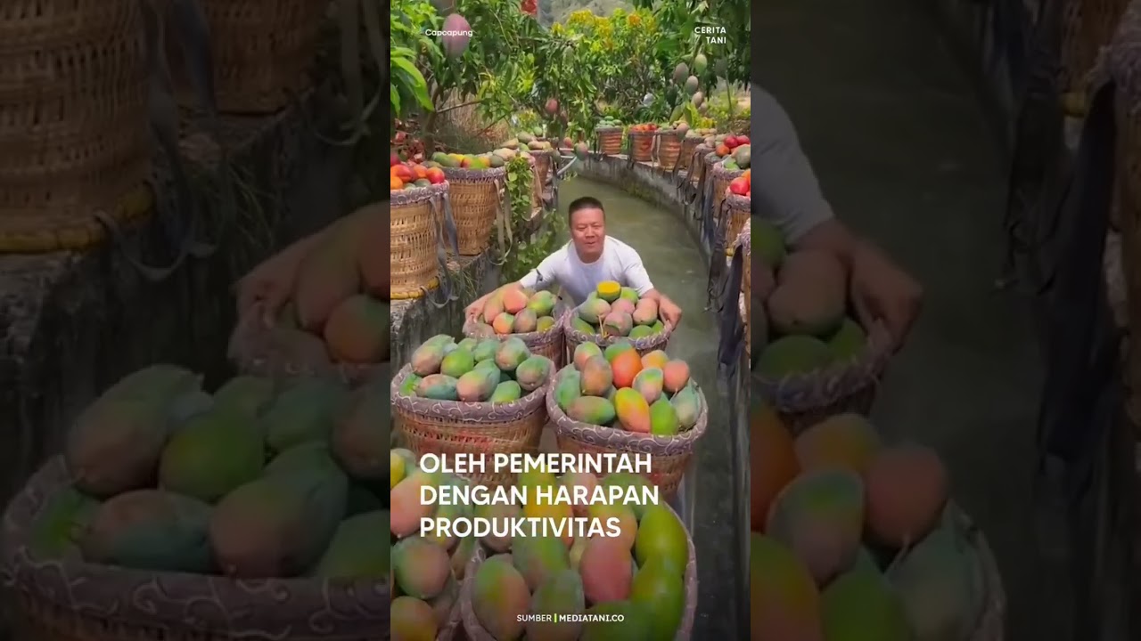 alasan petani tailhand bisa maju #petanitailhand #petanimoderen #petaninyamilenial