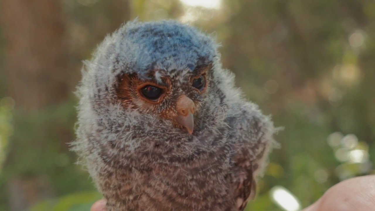 Flammulated Owls