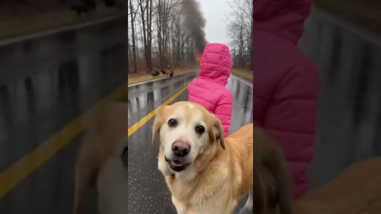 Pet Store on Fire&mdash;Dad Rushes In to Save Every Dog and Cat#AnimalRescue #Fire #Dogs #Cats #Storytime