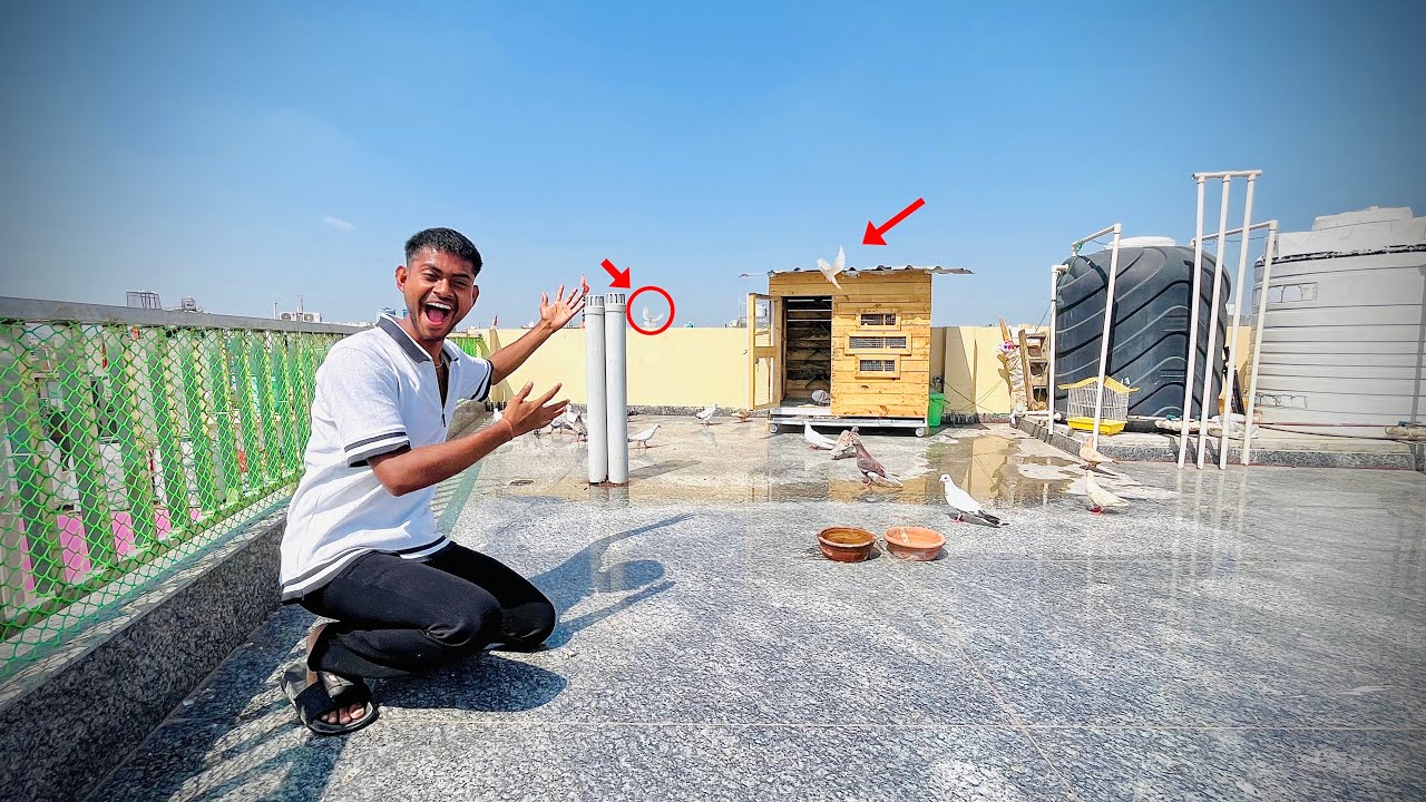 Do kabooter ke Pankh khol Diy ||😌
