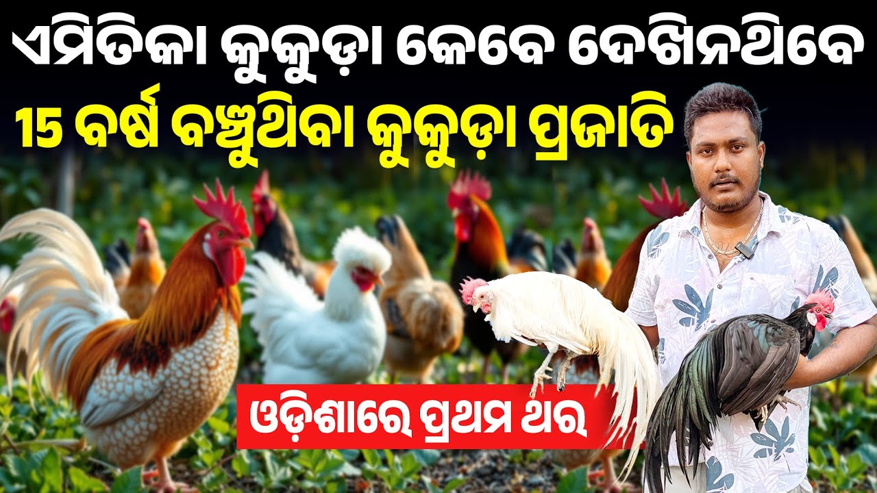 Kukuda farm in odisha | ରଙ୍ଗ ବେରଙ୍ଗ କୁକୁଡ଼ା ପ୍ରଜାତି | kukuda farm kemiti kariba