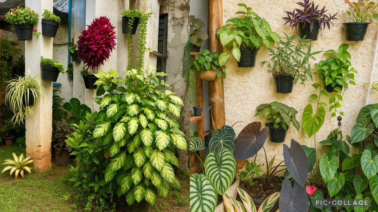 As Plantas que Crescem Mais Rápido em Vasos 🪴