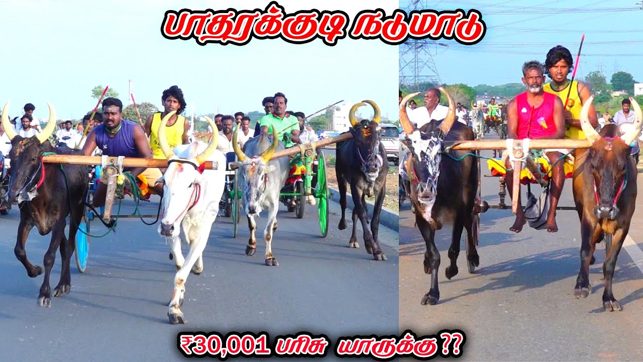 6பாதரக்குடி-பெரியமாடு-பந்தயம்_06.02.2026_V_Photography