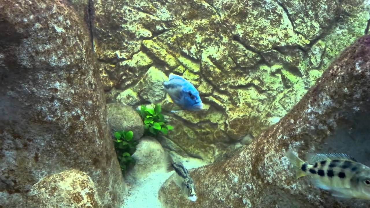 Malawi Haps Tank