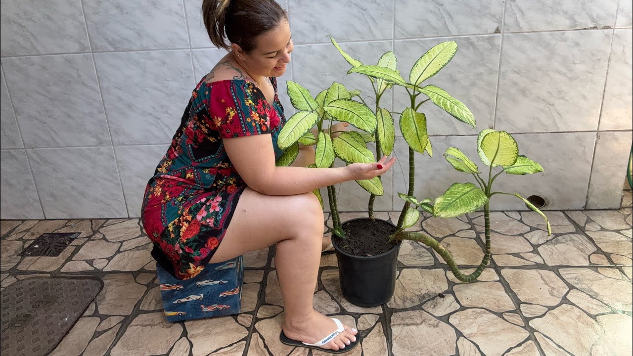CUIDADOS QUE FAZEM A PLANTA SE DESENVOLVER MELHOR 