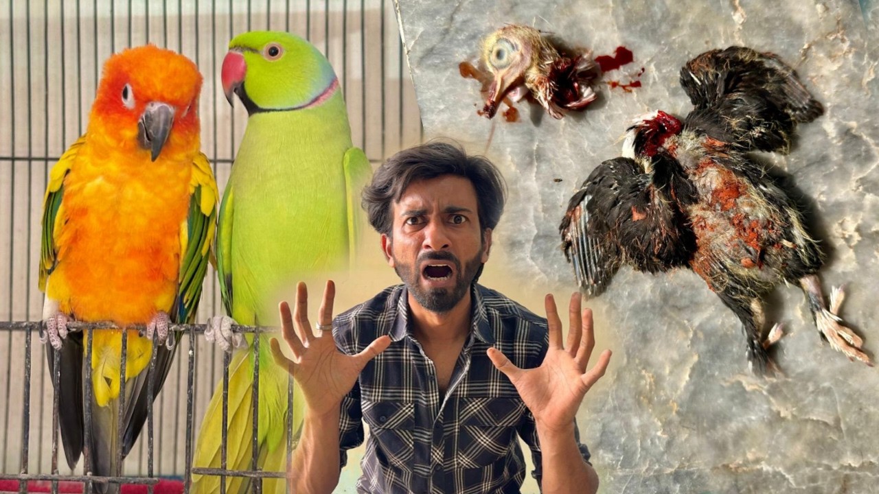 Toton Ne Pigeon ki Gardan Kat Di! 😱
