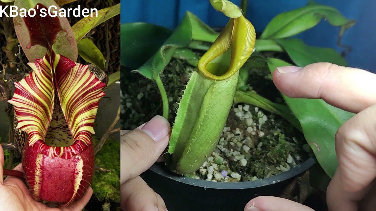 Chuyên mục review cây nắp ấm Veitchii , con vẹt lông lá ( nepenthes veitchii )